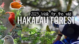 Hakalau forest Witnessing Hawaiian Native Honeycreepers  Big Island Hawaii [upl. by Neelyk]