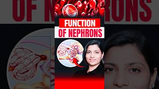 Functions Of Nephrons  NEET Concept neetbiology neet2025 riturattewal nephron [upl. by Divadnoj8]