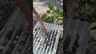 bakar kerang muara [upl. by Gierk]