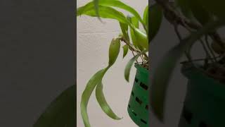 Coelogyne Fimbriata [upl. by Gillian]