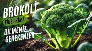 Brokoli Yetiştirmek Bu Kadar Kolay 🌱 En İyi Ekim ve Bakım İpuçları [upl. by Adnohsirk963]