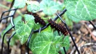 Pipevine Swallowtail Caterpillar [upl. by Eicnan]