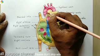 10th class science diagram Heart diagrambiology heart diagram parts of heartheart drawingbiolog [upl. by Llemmart]