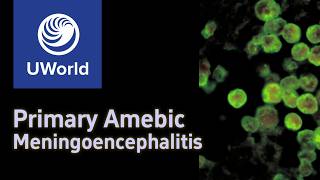 Primary Amoebis Meningoencephalitis amp Naegleria FowleriNaegleriasis  AmoebaAmeba USMLE Step 1 [upl. by Rellek137]