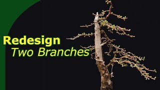 Creating a Larch bonsai using just 2 branches  6 Month timelapse [upl. by Quince]