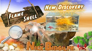 Discover rare Flame Shell  Nick Bingo pk [upl. by Nehttam]