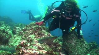 Journey around the world underwater  Galapagos Islands [upl. by Fredericka]