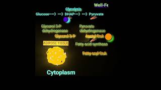 How Glucose is converted to Fat Metabolism Made Easy [upl. by Mohun]