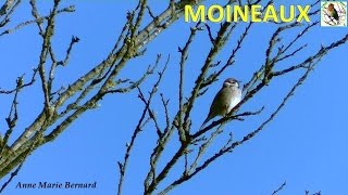 Moineau domestique [upl. by Peednus]