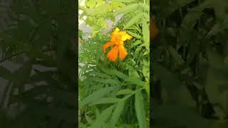 MarigoldTagetes । गेंदे का फूल। asteraceae family plant [upl. by Atnahsa]