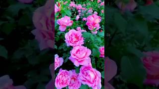 Beautiful natural flowersgardens 🌹💐natureflowers naturalflowerytshtsyoutubebeautifulflowers [upl. by Ednalrim]