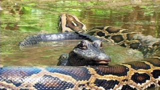 Pythons at Alligator Pond 07  Dangerous Animals in Florida [upl. by Inoy]