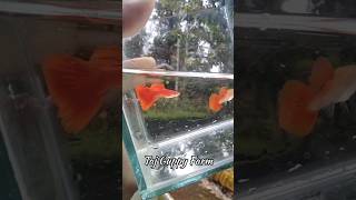 Albino Full Red Guppies AFR ❤️ guppy guppyfish fish guppyfarm albino shorts trending short [upl. by Nitsirhc696]