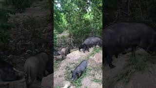 Wild boar familyshortsvideo nature animals youtubeshorts shortsvideo [upl. by Mendoza]