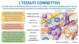 I TESSUTI CONNETTIVI [upl. by Sloan]