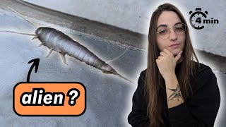 4 minutes pour comprendre le POISSON DARGENT [upl. by Earehs]