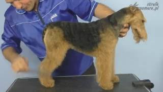 Welsh Terrier Grooming [upl. by Lief]