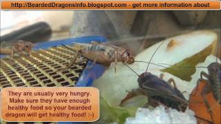 Cricket Breeding  The whole life cycle of crickets [upl. by Piefer]