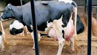 Dairy farming from 3040 litres per cow to 4000 Litres per day Beginner Guide Agribusines [upl. by Arahsat272]