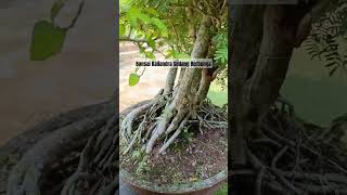 Bonsai Kaliandra Surinamensis Sedang Berbunga shorts bonsai art [upl. by Sulienroc171]