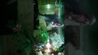 Iridescent Shark 🦈 Fish Hajusalman vlogs viralvideo shots fishing water [upl. by Auqenaj]