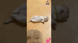 Cute cats ❤️ cute cat cutebaby kitten shorts shortsfeed trending viral ytshorts yt cats [upl. by Eilyr]