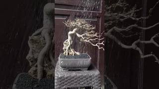 How to Repotting Bonsai  Bonsai by jaberbonsai bonsai shorts wrightiareligiosa [upl. by Merriam]