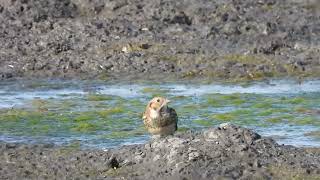 lapland longspur [upl. by Rysler]