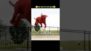 😳एक बहुत बड़ा कुत्ता😲  Clifford the big Red Dog Movie Explain  movie hindi [upl. by Otreblide932]