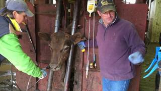 Beef Industry  automatic livestock medication [upl. by Conney]