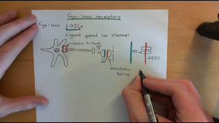 CysLoop Receptors Part 1 [upl. by Chyou]