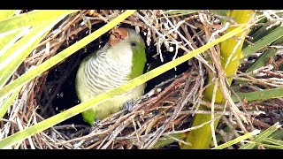 Wild Quaker Parakeets Florida [upl. by Enna]