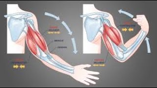 TRAINING BICEPS amp TRICEPS V [upl. by Roarke]