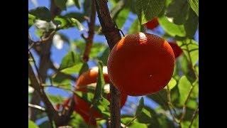 Mandarinenbaum aus Kern selber ziehen – Orangenbaum Pflanzen selbst züchten  Anleitung [upl. by Fari]