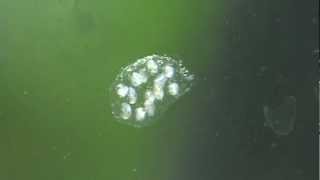 Pest Snail Eggs Common Pond Snail  Lymnaea peregra [upl. by Notrub]