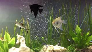 Angelfish Cardinal Tetras [upl. by Enenaj479]