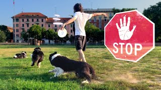 un COMANDO FONDAMENTALE lo STOP su INVIO  ADDESTRAMENTO CANI [upl. by Tynan]