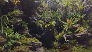 Terrarium tropical with artificial rock background [upl. by Anelet]