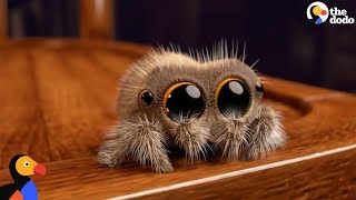 Lucas The Spider Creator Explains How He Makes People Fall In Love With Spiders  The Dodo [upl. by Alisia960]