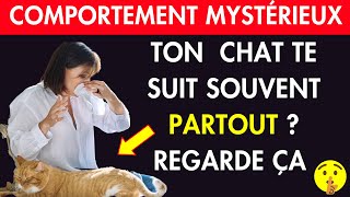 La Principale Raison Pour Laquelle Votre Chat Vous SUIT PARTOUT 👉 Va Vous Étonner [upl. by Zane]