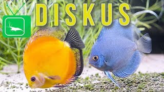 DISKUS  Haltung Aquarium Zucht Tipps  Erfolgreiche Haltung von Diskus  PORTRAIT  GarnelenTv [upl. by Brandes]