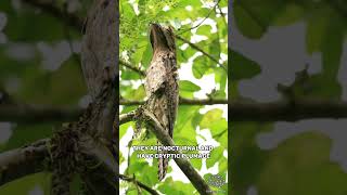 Common Potoo  The Bird From A Horror Movie [upl. by Anica]