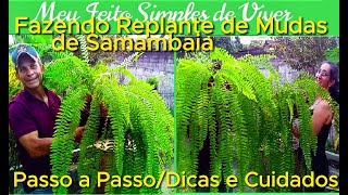 Fazendo Replante de Mudas de Samambaia  Passo a Passo Completo  Dicas e Cuidados 🌱🍀 [upl. by Ilime]