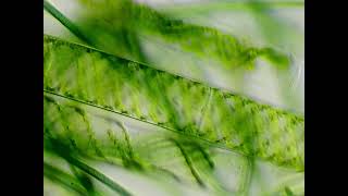 Spirogyra and cyanobacteria under the microscope [upl. by Annonyw]