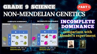 NONMENDELIAN GENETICS INCOMPLETE DOMINANCE  GRADE 9 SCIENCE  BIOLOGY [upl. by Avram]