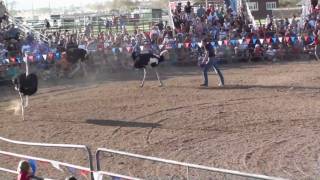 Ostrich Racing Emu Chasing  Ostrich Festival [upl. by Hadlee]