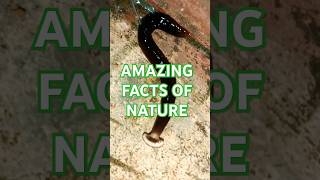 AMAZING FACTS ABOUT NATUREamazingfact shorts viralshorts animals [upl. by Llevad]