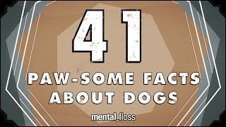 41 Facts About Dogs  mentalfloss on YouTube Ep213 [upl. by Osborn476]