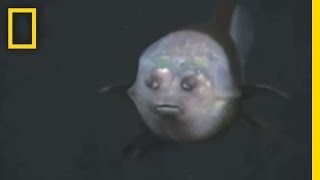 Fish With Transparent Head Filmed  National Geographic [upl. by Donny]