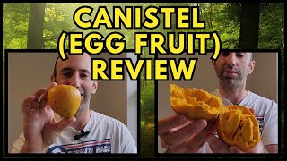 Canistel Egg Fruit Review  Delicious [upl. by Irreg]